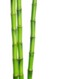 bigstock-green-bamboo-isolated-on-a-whi-62858818 Sml.jpg