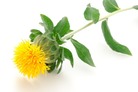 bigstock-Sideways-one-safflower-flower-Sml.jpg