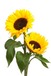 bigstock-SunflowersSml.jpg