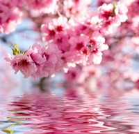 blossom BG 2012