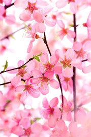blossomeco-Beautiful-Pink-Flower-Blossom--27364475