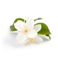 blossomeco-Jasmine-7979547